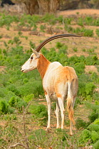 Scimitar-horned oryx (Oryx dammah) captive in enclosure of Souss Massa National Park, Morocco. Extinct in the Wild.