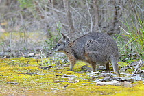 Tammar wallaby (Macropus eugenii) South Australia