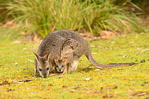 Tammar wallaby (Macropus eugenii) female with joey in pouch. South Australia