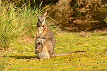 Tammar wallaby (Macropus eugenii) female with joey in pouch. South Australia