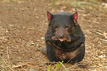 Tasmanian devil (Sarchopilus harrisii) adult grooming, Tasmania, Australia