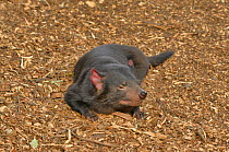 Tasmanian devil (Sarchopilus harrisii) resting. Tasmania, Australia