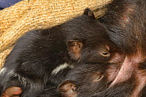 Tasmanian devil (Sarchopilus harrisii) young drinking from pouch. Photographed during DFTD biologist trapping research. Tasmania, Australia.