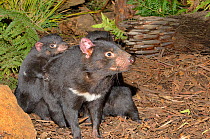Tasmanian devil (Sarchopilus harrisii) female with large cubs on back. Tasmania, Australia