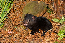 Tasmanian devil (Sarchopilus harrisii) cub, Tasmania, Australia