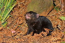 Tasmanian devil (Sarchopilus harrisii) cub, Tasmania, Australia