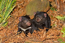 Tasmanian devil (Sarchopilus harrisii) cubs, Tasmania, Australia