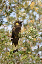 Yellow-tailed black cockatoo (Calyptorhynchus funereus) Tasmania, Australia