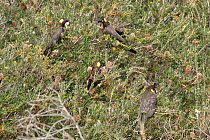 Yellow-tailed black cockatoo (Calyptorhynchus funereus) eating banksia cones. Tasmania, Australia