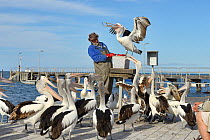 Tourist feeding Australian pelican (Pelecanus conspicillatus) Kangaroo Island, South Australia