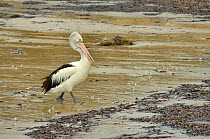 Australian pelican (Pelecanus conspicillatus) Kangaroo Island, South Australia