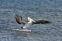Australian pelican (Pelecanus conspicillatus) flying in to land on the water Kangaroo Island, South Australia