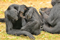 Colombian spider monkeys (Ateles fusciceps rufiventris) embracing each other, captive. Critically endangered species.