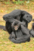 Colombian spider monkey (Ateles fusciceps rufiventris) grooming another, captive. Critically endangered species.