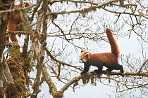 Red panda (Ailurus fulgens) walking along branch of tree using its tail for balance, Singalila National Park, West Bengal, India.