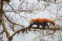 Red panda (Ailurus fulgens) walking along branch of tree, Singalila National Park, West Bengal, India.
