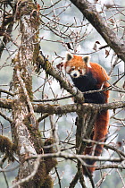 Red panda (Ailurus fulgens) in tree, Singalila National Park, West Bengal, India.
