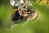 Red panda (Ailurus fulgens) resting in the canopy, Singalila National Park, West Bengal, India.