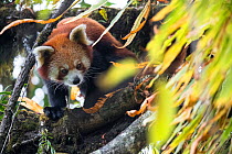 Red panda (Ailurus fulgens) in the canopy of the cloud forest habitat of Singalila National Park, West Bengal, India.