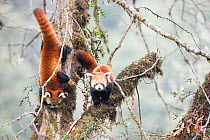 Red panda (Ailurus fulgens) subadult  siblings in the typical cloud forest habitat of Singalila National Park, West Bengal, India.