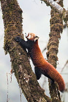 Red panda (Ailurus fulgens) moving about a tree in the typical cloud forest habitat of Singalila National Park, West Bengal, India.