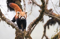 Redpanda (Ailurus fulgens) walking along branch of tree in the typical cloud forest habitat of Singalila National Park, West Bengal, India.