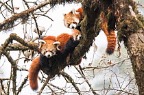 Red panda (Ailurus fulgens) family, adult female and two subadult juveniles, rest together in the canopy of the cloud forest. Singalila National Park, West Bengal, India.