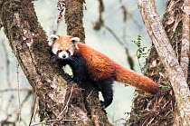 Red panda (Ailurus fulgens) moving about in tree,  Singalila National Park, West Bengal, India.