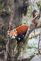 Red panda (Ailurus fulgens) moving about in tree in  typical cloud forest habitat of Singalila National Park, West Bengal, India.