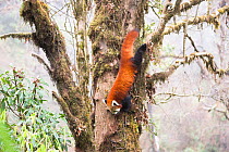 Red panda (Ailurus fulgens) descends from the cloud forest canopy to feed on bamboo shoots and leaves. Singalila National Park, West Bengal, India.