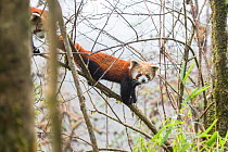 Red Panda (Ailurus fulgens) subadult siblings descend from the canopy of the cloud forest  to feed on bamboo shoots and leaves. Singalila National Park, West Bengal, India.