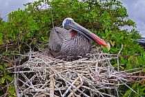Brown pelican (Pelecanus occidentalis) sitting on it&#39;s nest on Santa Cruz Island, Galapagos Archipelago, Ecuador.