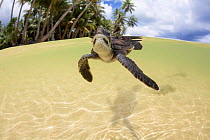 Green sea turtle (Chelonia mydas) hatchling entering the water Yap, Micronesia. Small repro only