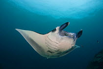 Manta ray (Manta birostris) gliding over a cleaning station in M'il Channel, Yap, Micronesia.