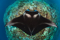 Manta ray (Manta alfredi) with cleaner wrasse, Manta Reef, Kandavu, Fiji.