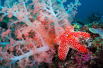 Alconarian coral, starfish, crinoids and a feather dust worm all compete for space in this Indonesian reef scene off Rinca Island, Komodo National Park, Indonesia.