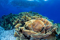 Lettuce coral (Turbinaria sp) in reef, Fiji.