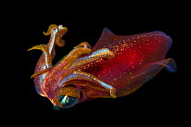 Oval squid (Sepioteuthis lessoniana) Hawaii.