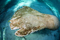 Florida manatee (Trichechus manatus latirostris) showing healed wounds from contact with a boats propellers, Three Sisters Spring, Crystal River, Florida, USA.