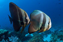 Circular batfish (Platax orbicularis) Raja Ampat, Indonesia.