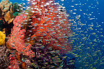 Gorgonian, alconarian coral and schooling Pygmy sweepers (Parapriacanthus ransonneti) Indonesia.