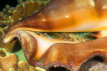 Spider conch (Lambis lambis) Yap, Federated States of Micronesia.