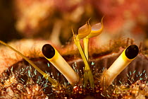 Eye stalks and antennae of a hermit crab (Dardanus lagopodes) off the island of Yap, Micronesia.