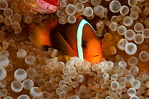 Tomato anemonefish (Amphiprion frenatus) in anemone home, Yap, Micronesia.
