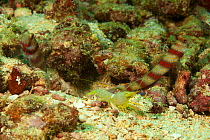 Red-banded prawn-goby (Amblyeleotris fasciata) Yap, Micronesia.