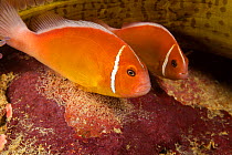 Common anemonefish (Amphiprion perideraion) pair, over their egg mass, at the base of the Magnificent anemone (Heteractis magnifica) Yap, Micronesia.