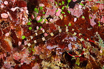Brown-banded pipefish (Corythoichthys amplexus) on a reef off the island of Kadavu, Fiji.