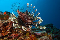 Lionfish (Pterois volitans) Yap, Micronesia.