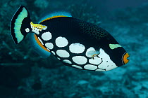 Clown triggerfish (Balistoides conspicillum) Kandavu, Fiji.
