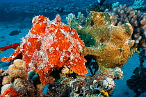 Commerson's frogfish (Antennarius commersoni) pair, Maui, Hawaii.